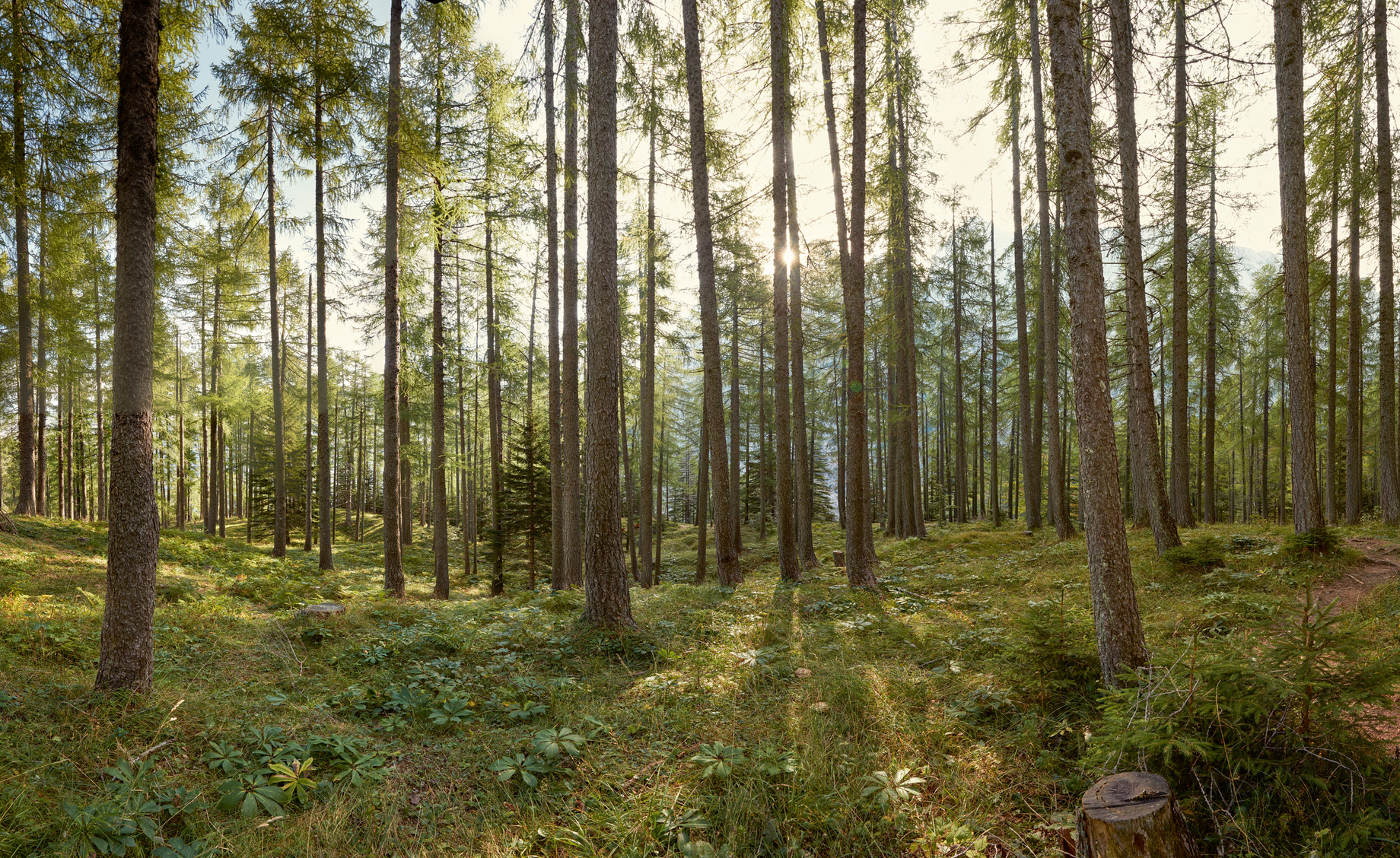 I STIHL NATURE DISTANCE PANO SLOVENIA IM 009
